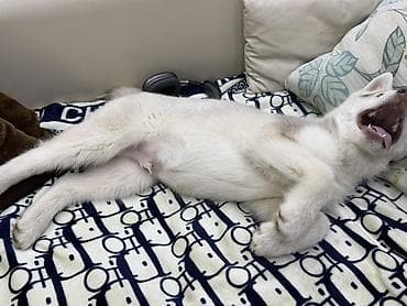 собака самоед: Щенок хаски - kyrgyz kennel club Порода: сибирский хаски - Окрас — 3