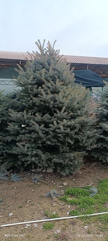 Семена и саженцы: Голубая ель 4-5 м. 3шт есть Ель колючая (голубая ель, Picea pungens) — 5