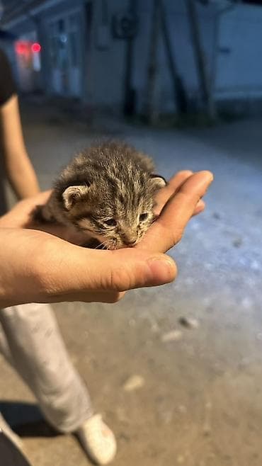 куплю щенка хаски: Котёнок, полосатый тигровый окрас (серо-коричневый табби). Очень — 2