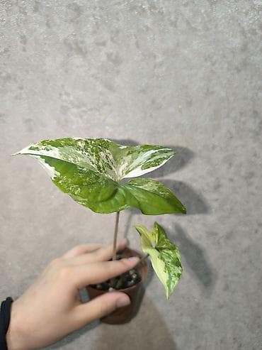 Комнатные растения