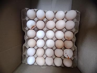 ячейки для яиц: Куриные яйца в лотках доставка бесплатно по Бишкеку доставка от 1 до — 3