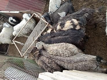 купить козу: Продаю | Коза (самка) | Для разведения | Племенные — 4