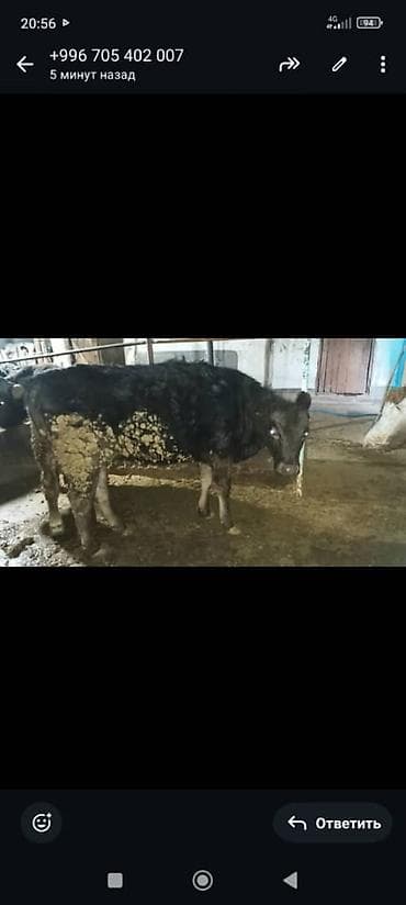 кальций для животных: Продаю | Тёлка | На откорм — 3