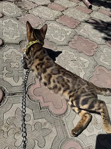 Продажа кошек: Бенгальская, 8 месяцев, Девочка — 6