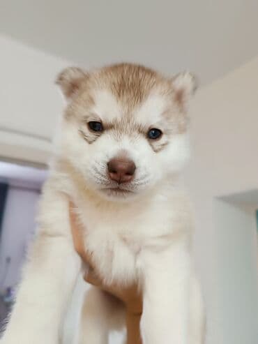 овчарка смешанная с дворнягой: Хаски, 1 месяц, Самец, С родословной — 6