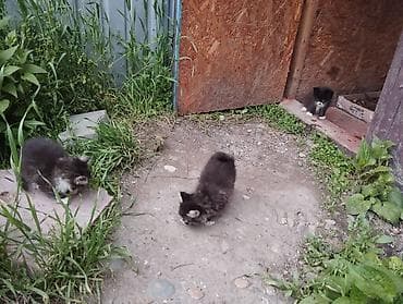 чипу: Кошка даром: Сибирская, 1 месяц, Девочка — 4