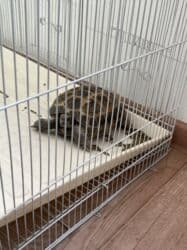 корм для форели купить: Продаю черепаху !!! Дружелюбная и спокойная черепаха в отличном — 1