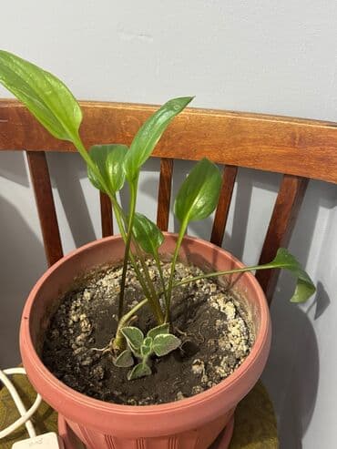 Продаю цветы