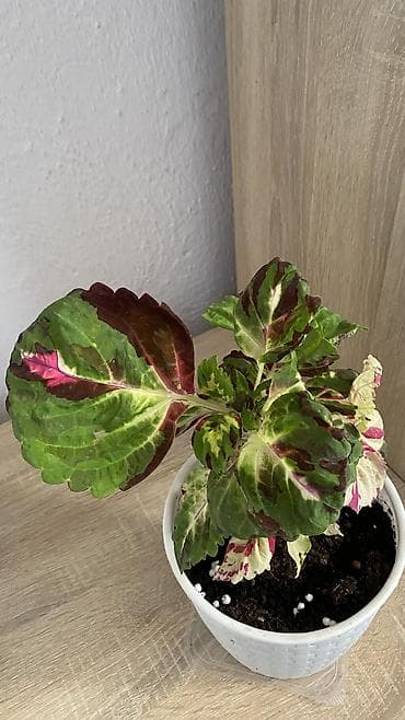светы: Глоксиния комнатная в горшке (Gloxinia, Sinningia speciosa) - Крупные — 9