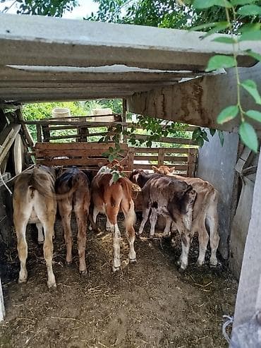 Продаю | Музоо, торпок | Полукровка | На откорм at lalafo.kg Продаю | Музоо, торпок | Полукровка | На откорм