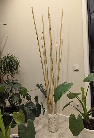 комнатные цветы токмок: 1)Бамбуковые стебли (тростники) для декора и садовых работ. От 100 сом — 10