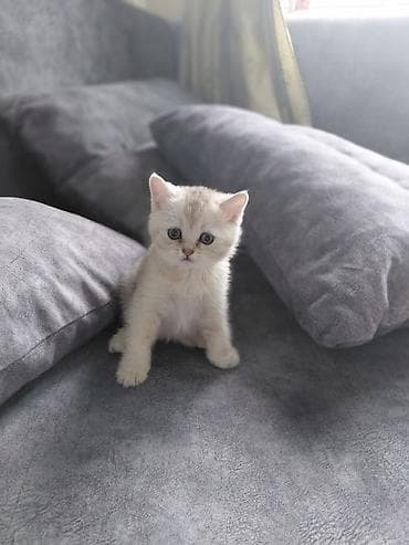 купить кошку манчкин: 🐾 Британский котёнок, мальчик. Светлый окрас, большие выразительные — 1