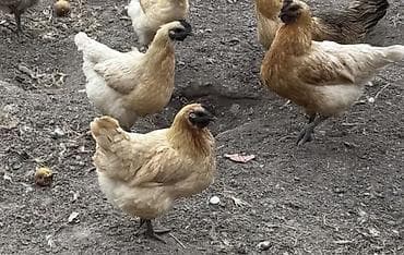 бролер петух: Продаю | Инкубационные яйца | Для разведения — 2