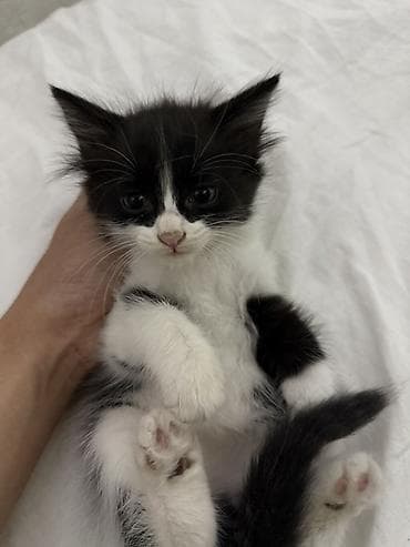 коты в оше: Отдам котят в хорошие руки, Возраст котят 1 месяц, 2 недели — 3