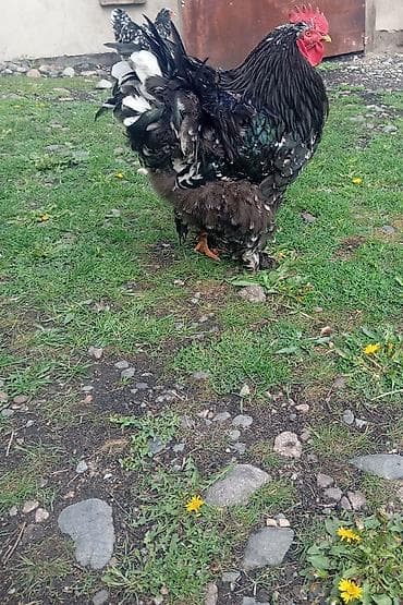 Үй жана бакча: Продается инкубационные яйца, брама+ кохинхин — 4