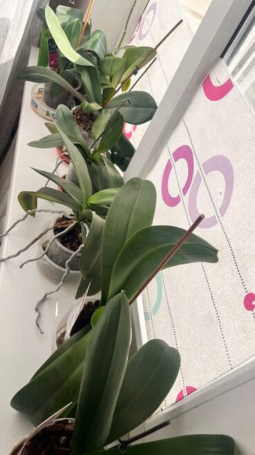 искусственные цветы бишкек: Орхидеи❤️ Продаю домашнюю коллекцию В ДАННЫЙ МОМЕНТ НЕ ЦВЕТУТ!!! — 9