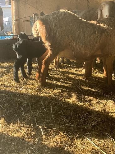 номер приюта для животных бишкек: Продаю | Овца (самка) | Арашан | Для разведения | Матка — 3