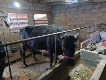 домик для хомяка: Продаю | Музоо, торпок | На откорм | Привязанные — 5