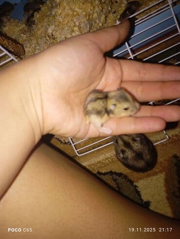 где можно купить хорька: Продаются маленькие пушистые джунгарики Хомячки ручные мальчики и — 6