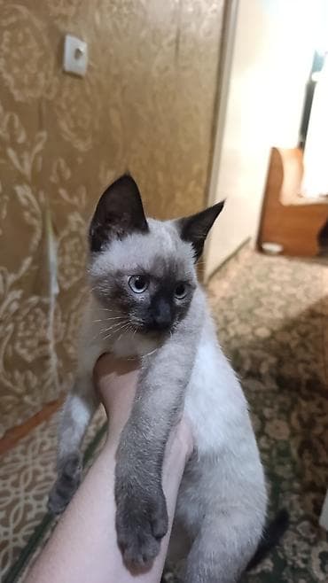 сиамские: Кошка даром: Сиамская, 3 месяца, Мальчик — 1