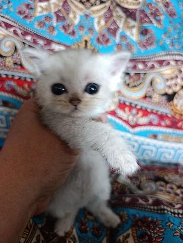манчкин коты: Шотландский котёнок с крупными выразительными глазами и короткой — 3