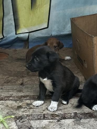 ветврач сокулук: Щенки в добрые руки 🐶 5 мальчиков и 3 девочки, возраст — почти 2 — 4