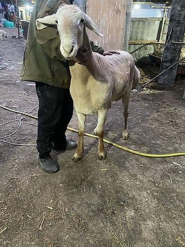 козы зааненская: Продаю | Баран (самец) | Арашан | На забой, Для разведения, Для шерсти | Племенные, Осеменитель, Ягнившаяся — 5