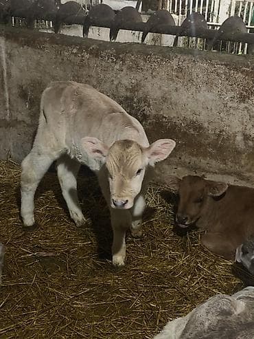 каракол собаки: Сатам | Музоо | Бордоп семиртүү үчүн — 4