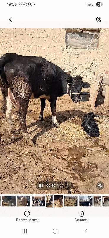 уй корова: Продаю | Корова (самка) | Полукровка | Для молока | После отела — 4