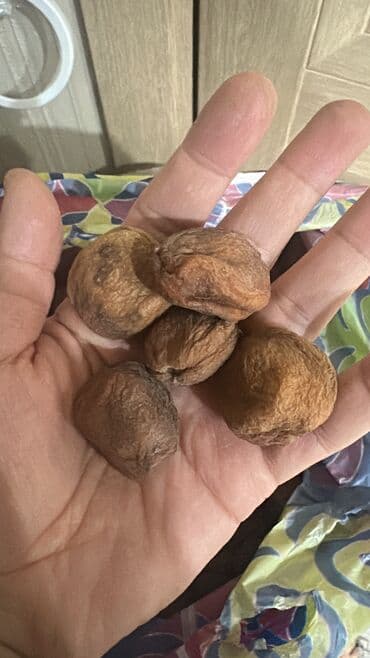 абрикосы оптом: Өрүктөр Чекене — 3