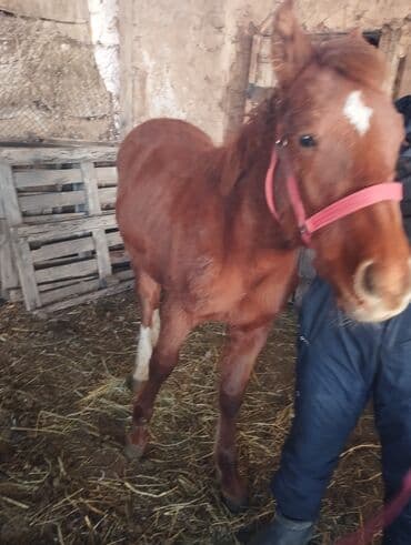 продажа кормов для сельскохозяйственных животных: Продаю | Жеребенок | Конный спорт — 4