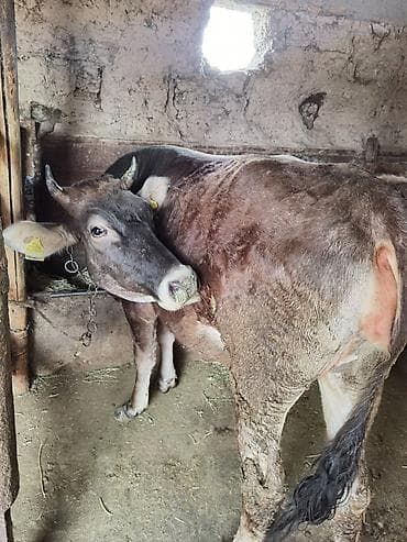 стельная: Продаю | Корова (самка) | Полукровка | Для молока | После отела — 5