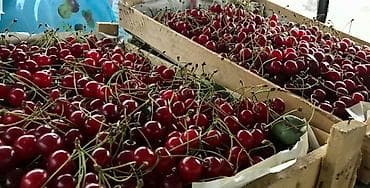 бамбук бишкек: Малина В розницу, Бесплатная доставка — 5