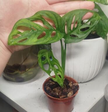 семена багира: • Сингониум Яичница - 700 сом • Монстера Адансони Минт - 1000 сом • — 6