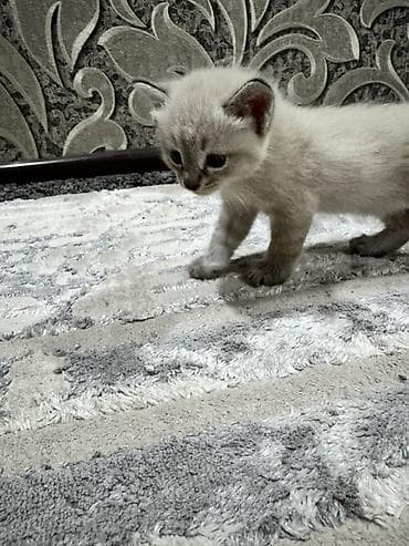 scottish fold: Котята, домашнее выращивание. - Окрас: два короткошёрстных тигровых — 6