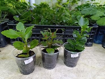 деткие: В продаже детки гибридных сортов каланхоэ по 150 с Бишкек ‼️ — 9