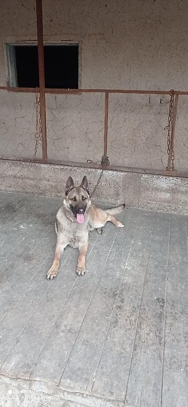 машинка для животных: Бельгийский овчарка 10 месяцев кабель срочно чынжыр ошейник уясын — 3