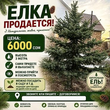 крымская сосна цена: Натуральная живая ель, пушистая, без химии. Цена: 6000 сом — 1