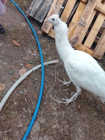 в связи с переездом отдам попугая жако в добрые руки: Белый павлин (альбинос/лейцистическая окраска) Описание: - Домашняя — 1