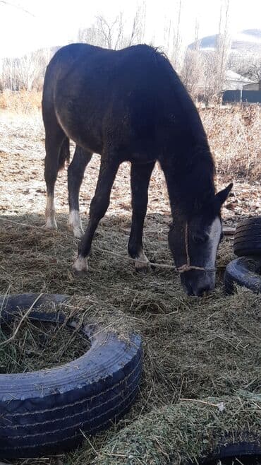 купить щенка породы хмонг: Продаю | Конь (самец) | Конный спорт — 10