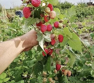 тумба с зеркалом: Продается саженцы элитный сорт малины ХЕРИТЕЙДЖ. Ремонтантная — 5