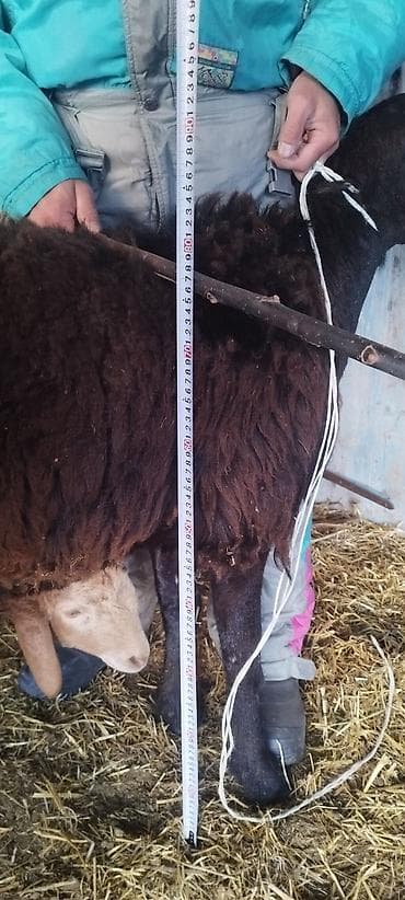 кочкор афган: Арашан 2 тиш кой козусу менен Козу линия бульдозер Ургаачы. Бир — 9