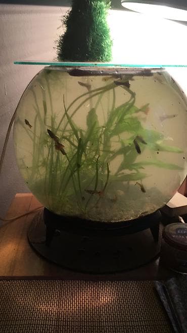 Балыктар: Продаю рыбок гуппи! Очень неприхотливы и просты в уходе! Для детей — 3