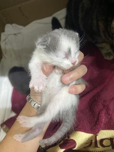 котята на продажу: Котята от домашней кошки - Порода: домашняя короткошёрстная (окрас у — 7