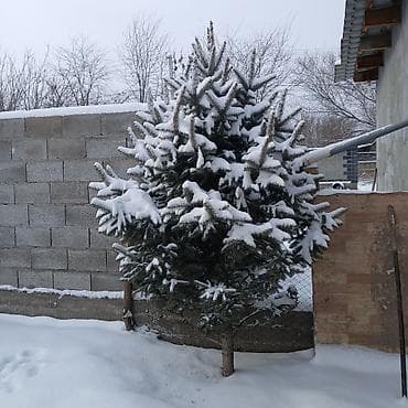 триммер садовый: Саженцы деревьев: Ели — 3