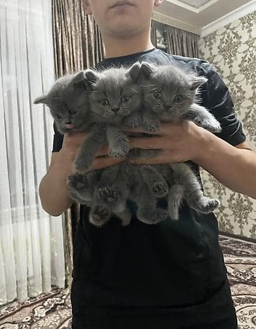 британская кошка цена бишкек: Британские короткошёрстные котята, окрас сплошной серый (blue).срочно — 3