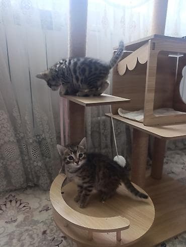 косплей бишкек: Котята бенгальской породы 2 месяца — 5