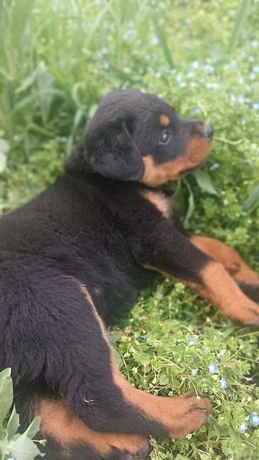 продам лабрадора: Щенок ротвейлера - Порода: ротвейлер (чистые породные признаки по — 1