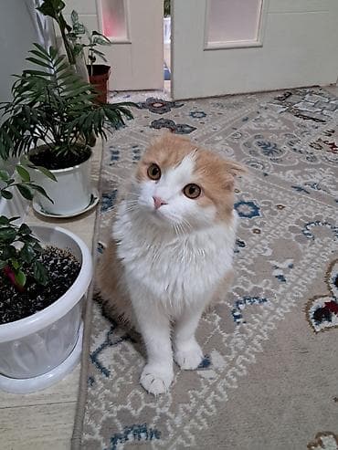 животные кот: Шотландская вислоухая кошка (скоттиш-фолд), окрас бисквитно-белый. - — 1