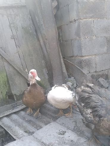 утки и гуси: Мускусные утки (индоутки) - Порода: мускусная (индоутка), разный — 4